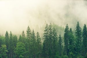 Misty evergreen forest