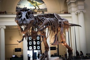 Tyrannosaurus skeleton on display in a museum hall