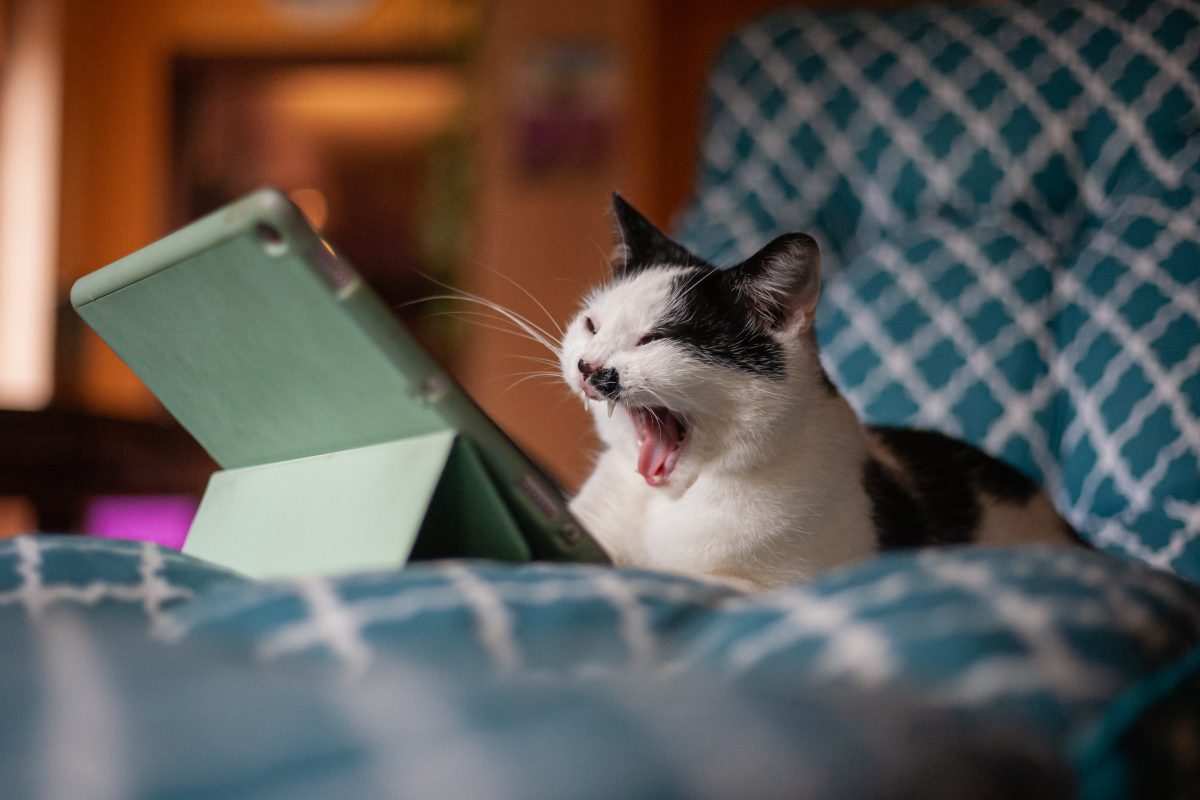 cat yawns at screen